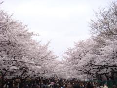 上野公園の桜1