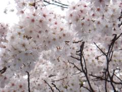 上野公園の桜3